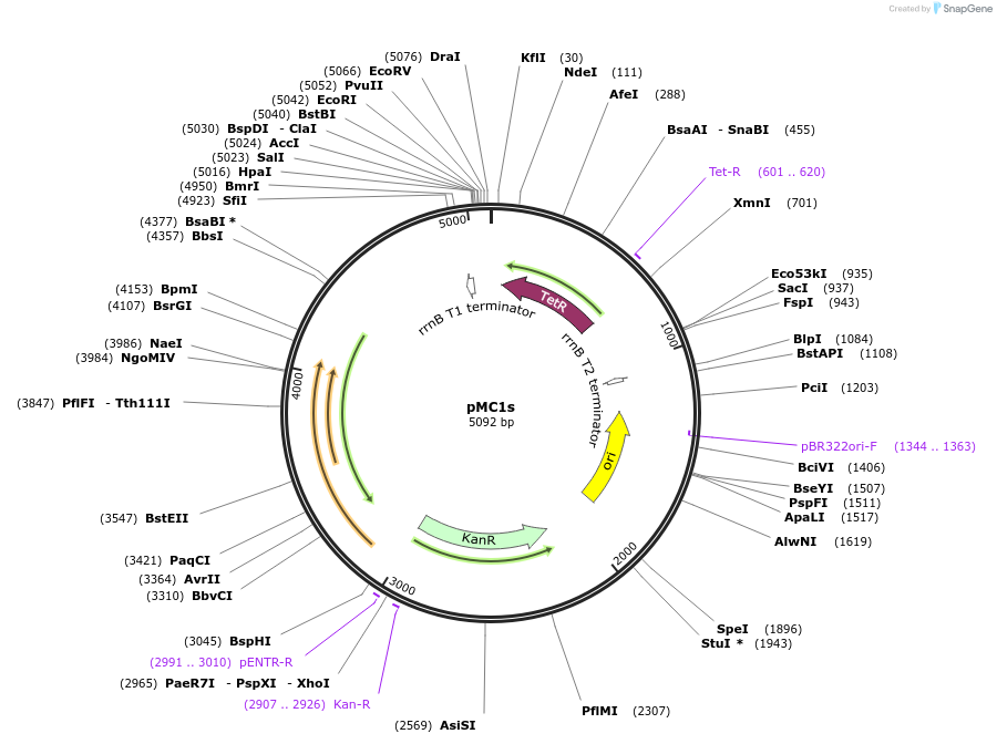 17969-plasmid-map-sequence-id-8530