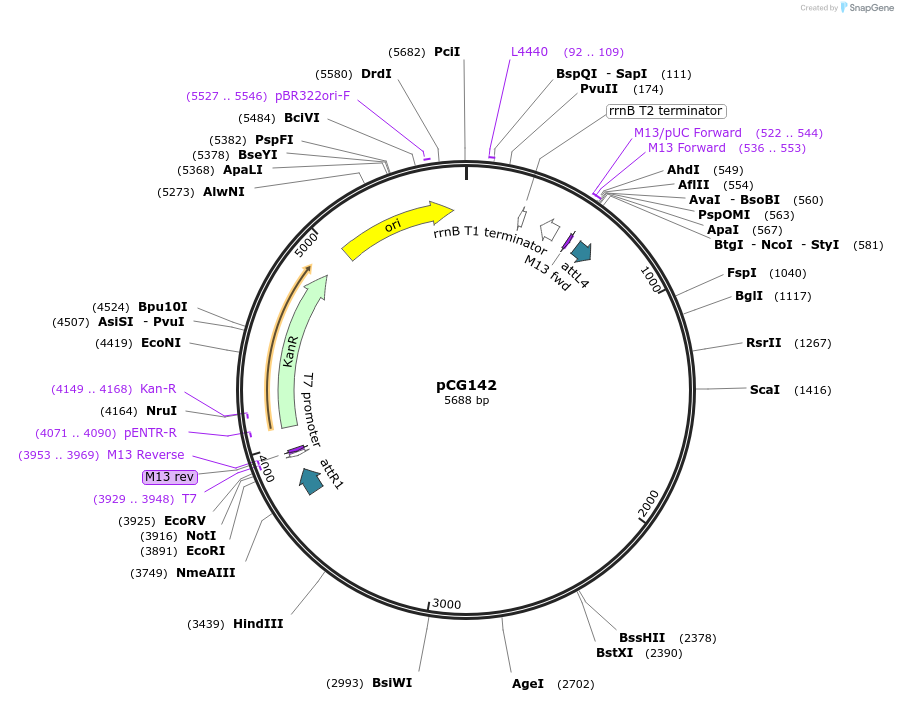 17246-plasmid-map-sequence-id-8534