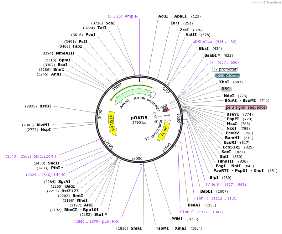 17215-plasmid-map-sequence-id-8538