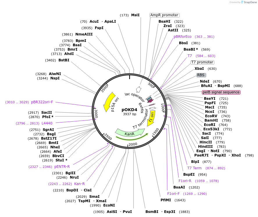 17214-plasmid-map-sequence-id-8539