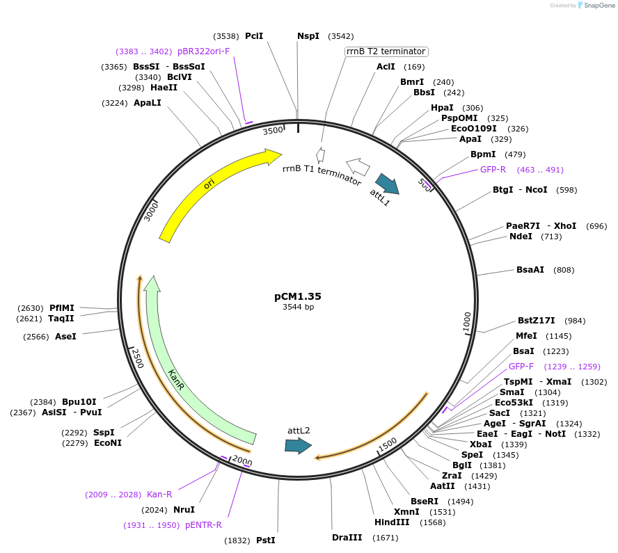 17248-plasmid-map-sequence-id-8544