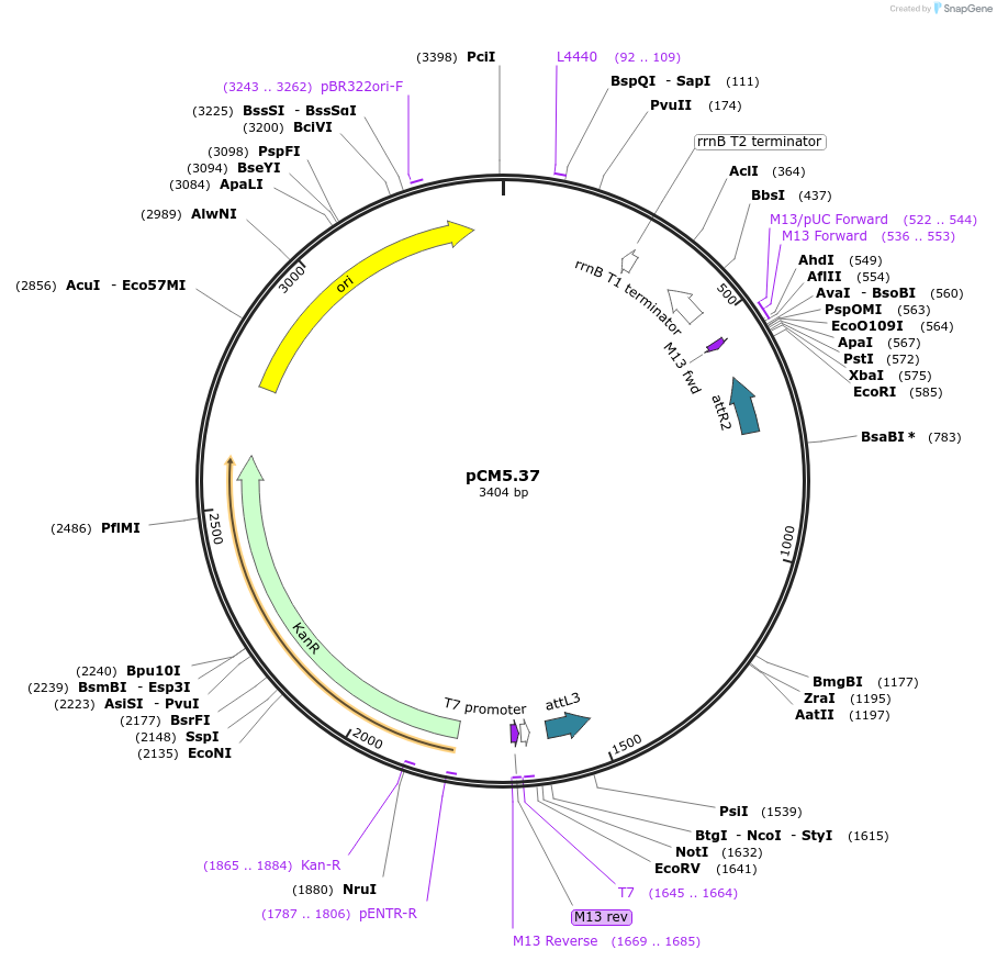 17253-plasmid-map-sequence-id-8549