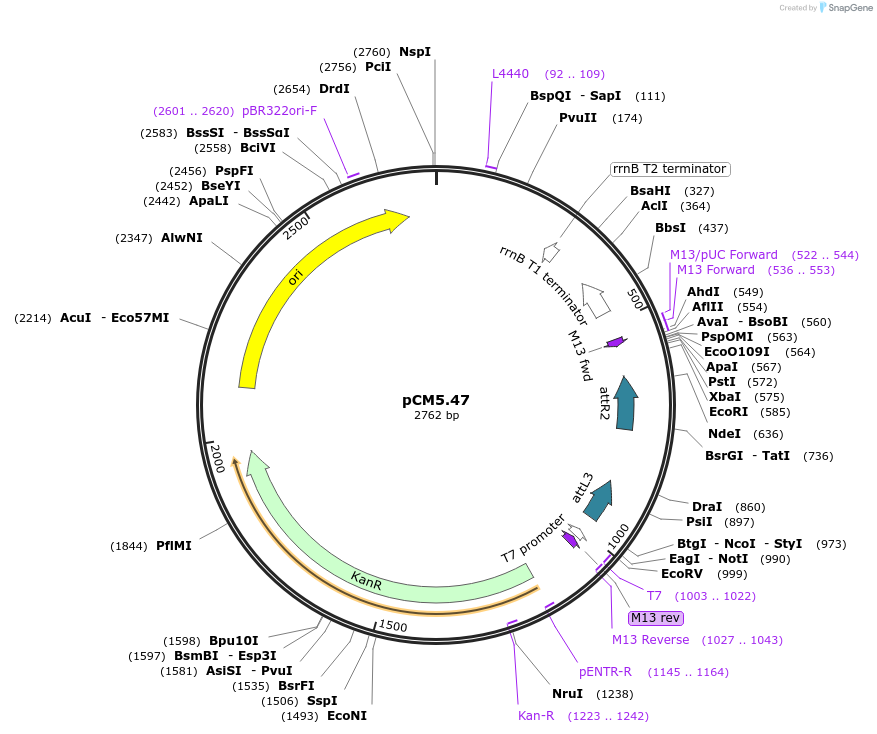 17254-plasmid-map-sequence-id-8550