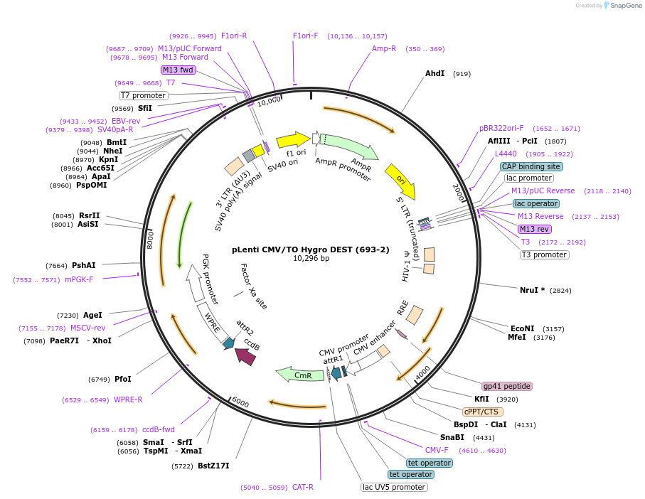 17291-plasmid-map-sequence-id-8554