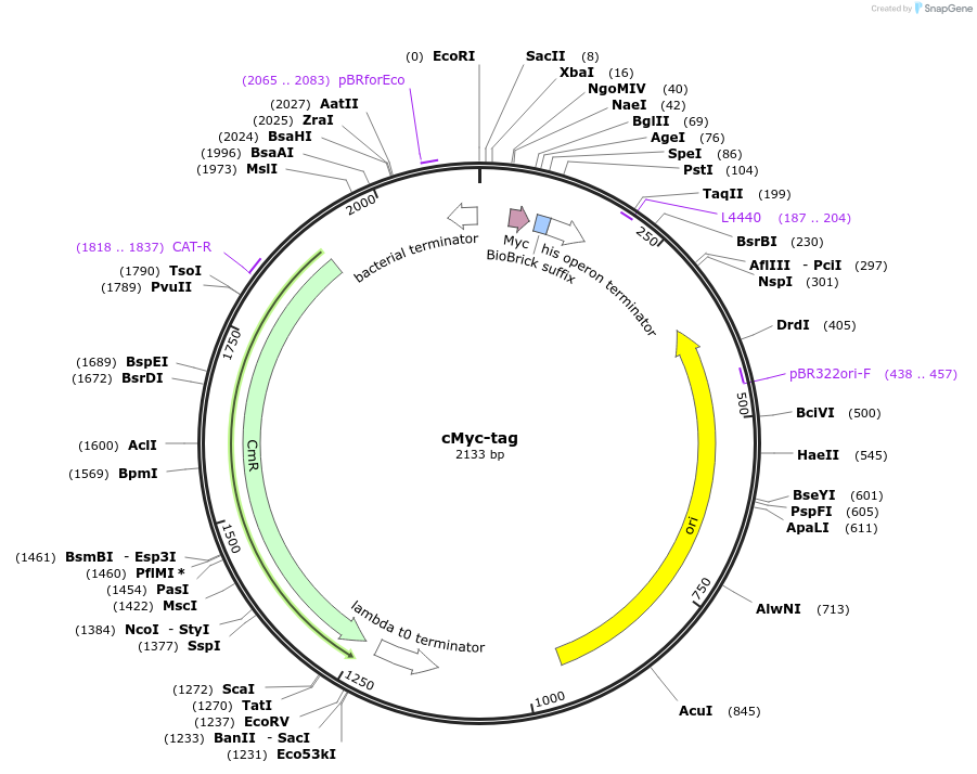 55183-plasmid-map-sequence-id-85543