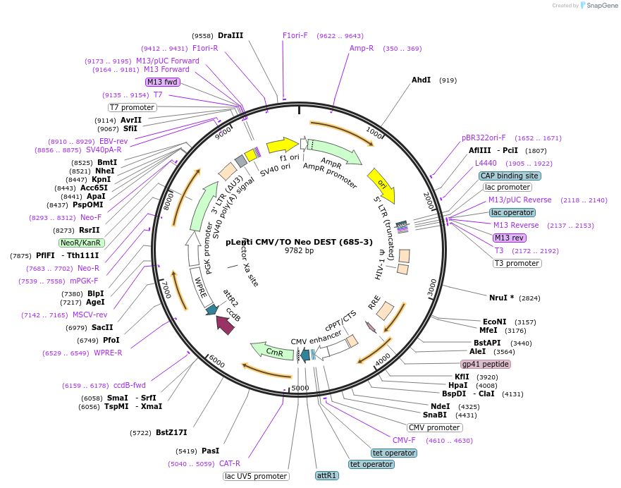 17292-plasmid-map-sequence-id-8555