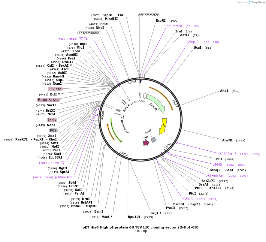 55211-plasmid-map-sequence-id-85596
