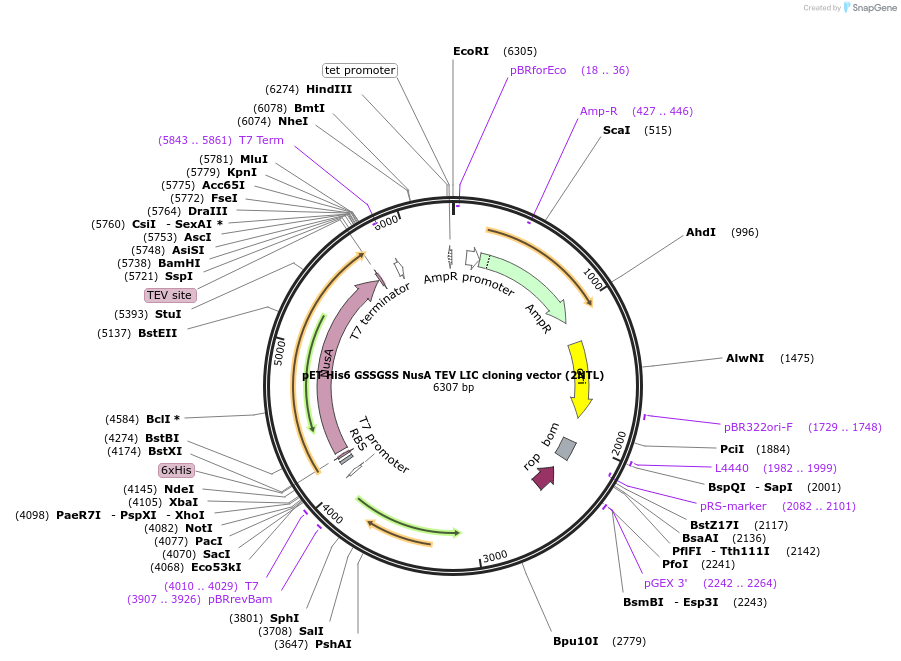 55214-plasmid-map-sequence-id-85599
