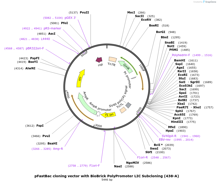 55218-plasmid-map-sequence-id-85603