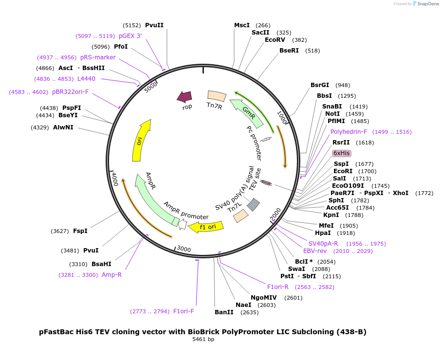 55219-plasmid-map-sequence-id-85604
