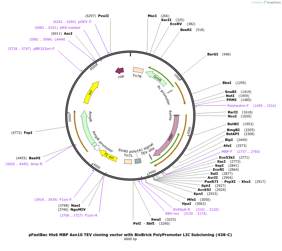 55220-plasmid-map-sequence-id-85605