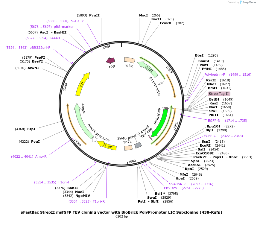 55221-plasmid-map-sequence-id-85606