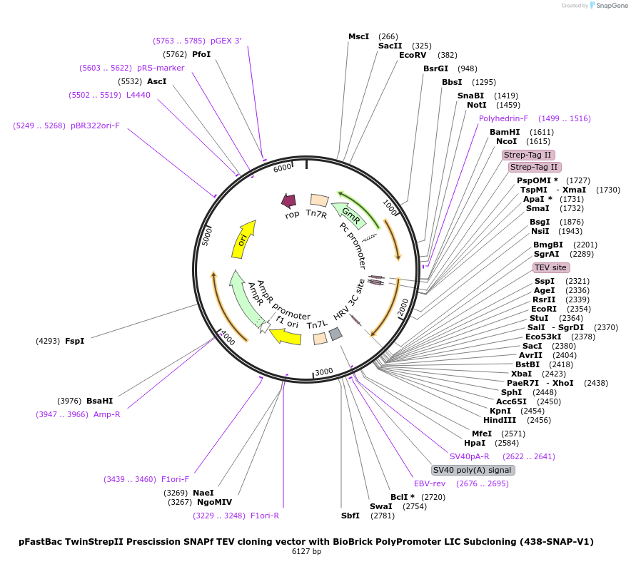 55222-plasmid-map-sequence-id-85607
