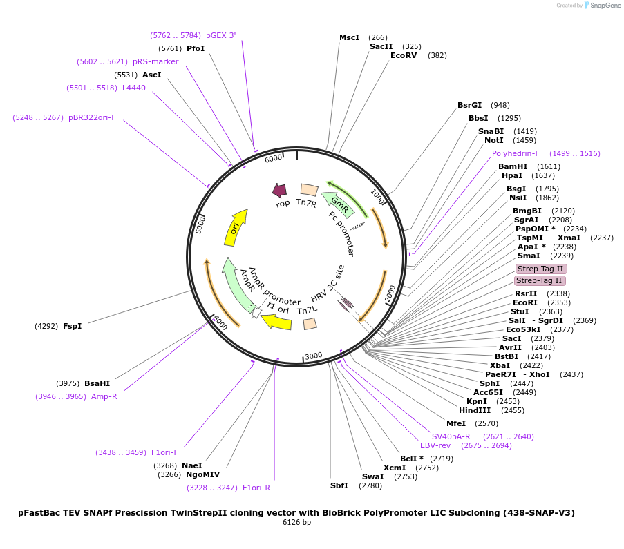 55223-plasmid-map-sequence-id-85608