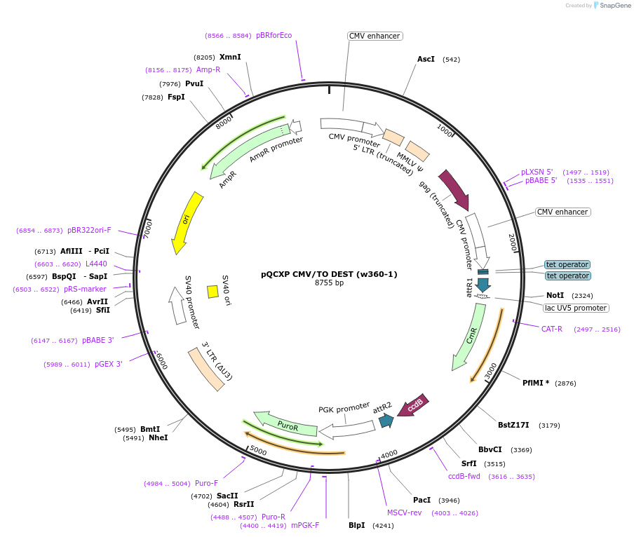 17386-plasmid-map-sequence-id-8565