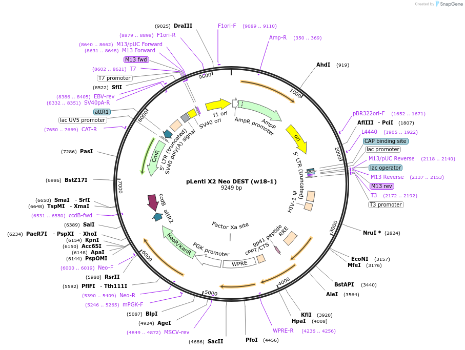 17390-plasmid-map-sequence-id-8569