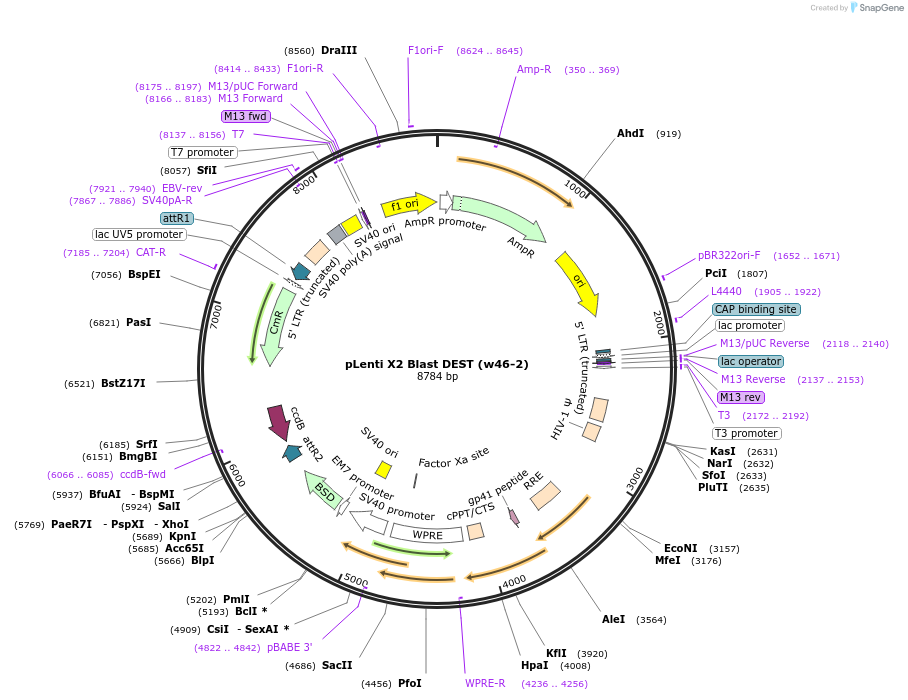 17391-plasmid-map-sequence-id-8570
