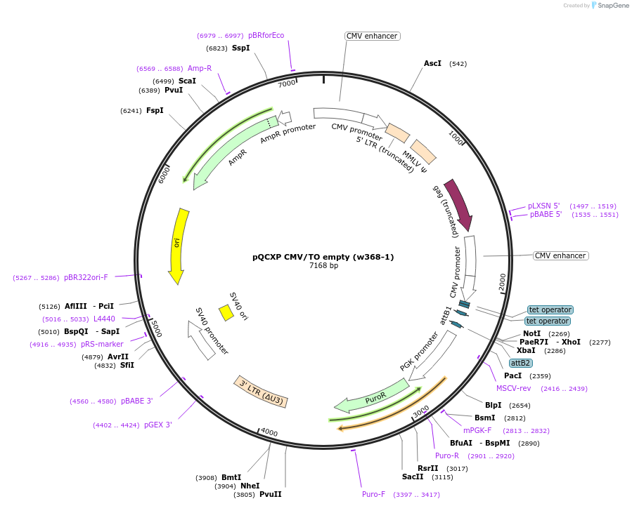 17393-plasmid-map-sequence-id-8572