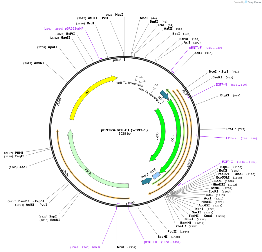 17396-plasmid-map-sequence-id-8575