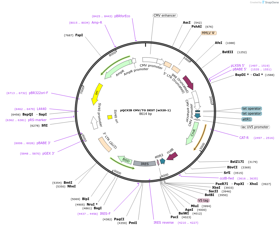17400-plasmid-map-sequence-id-8579