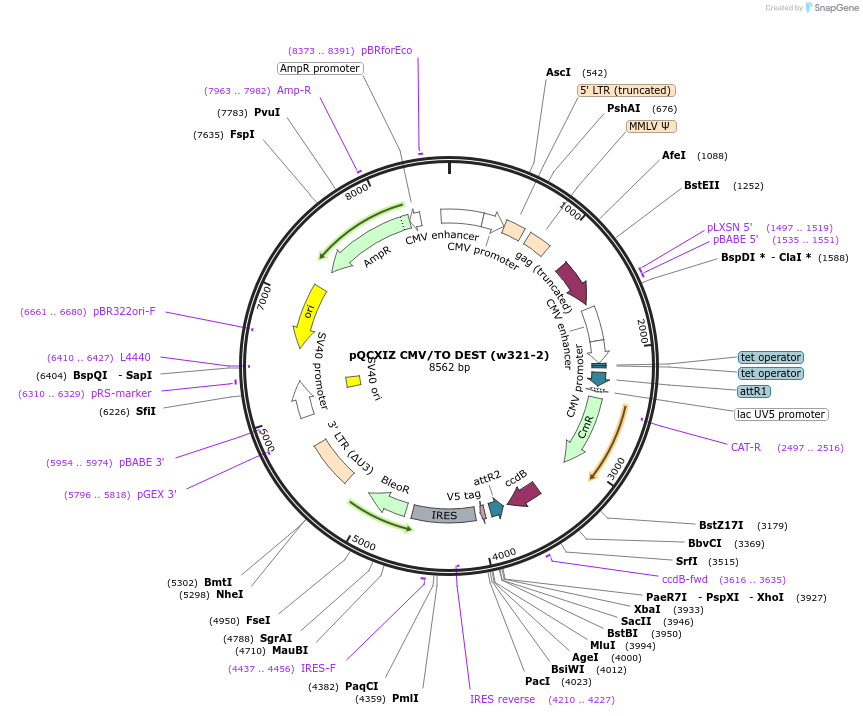 17401-plasmid-map-sequence-id-8580