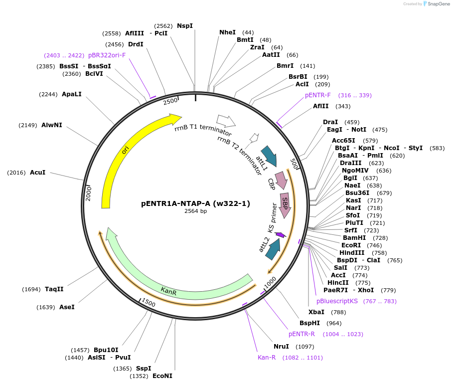 17402-plasmid-map-sequence-id-8581