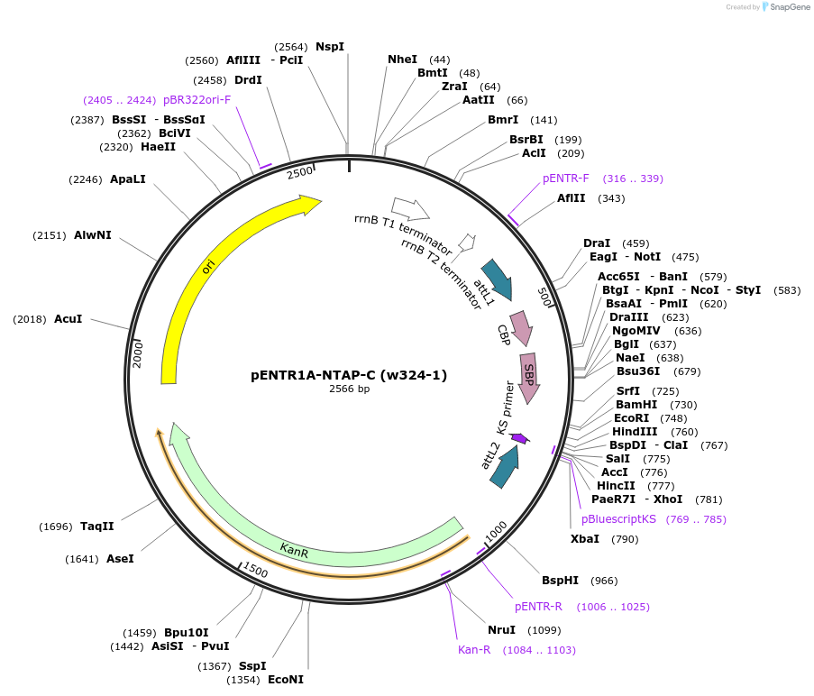 17404-plasmid-map-sequence-id-8583