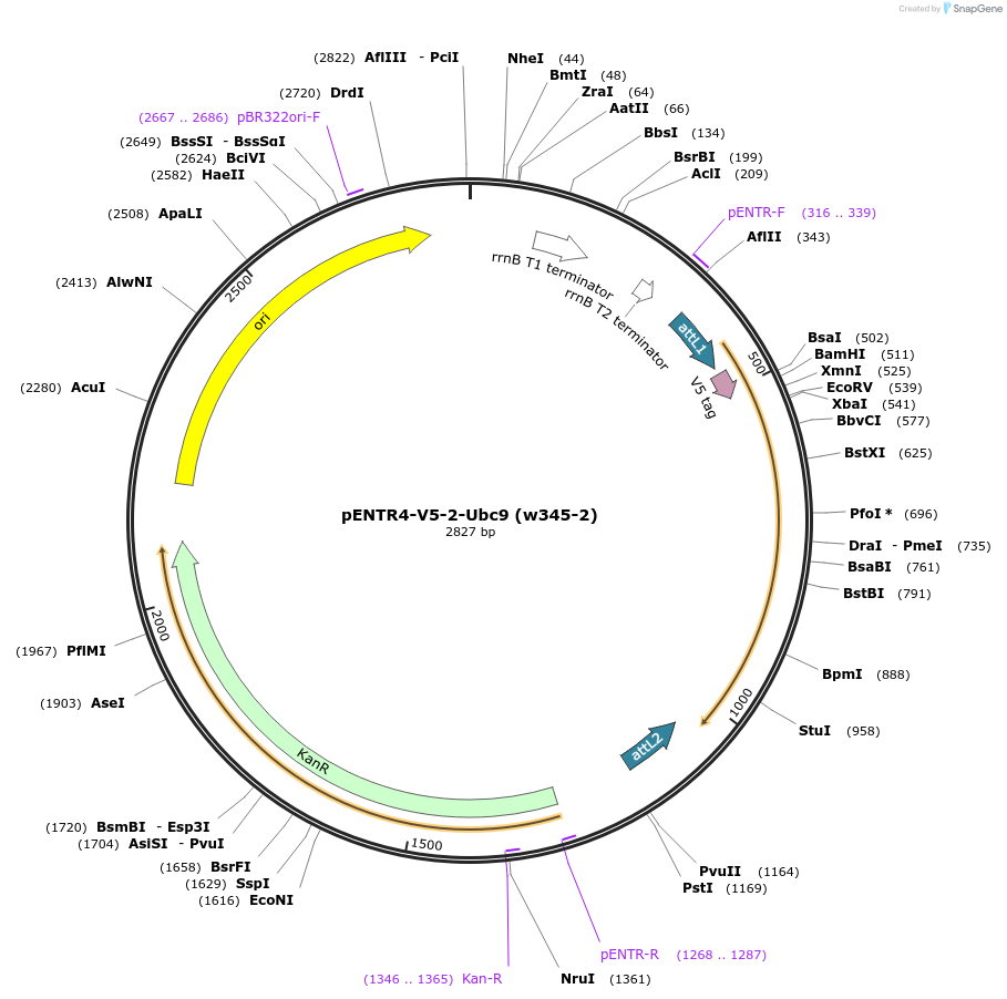 17407-plasmid-map-sequence-id-8584