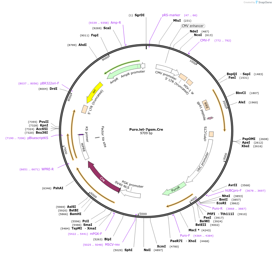 17410-plasmid-map-sequence-id-8587