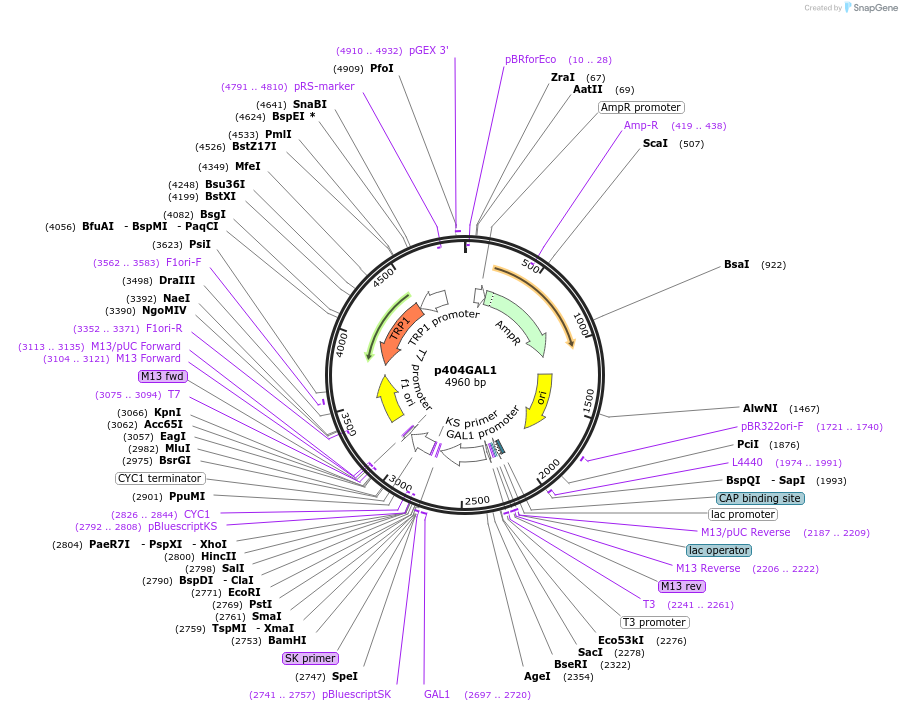 17417-plasmid-map-sequence-id-8592