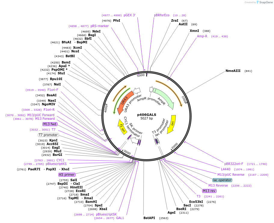 17422-plasmid-map-sequence-id-8597