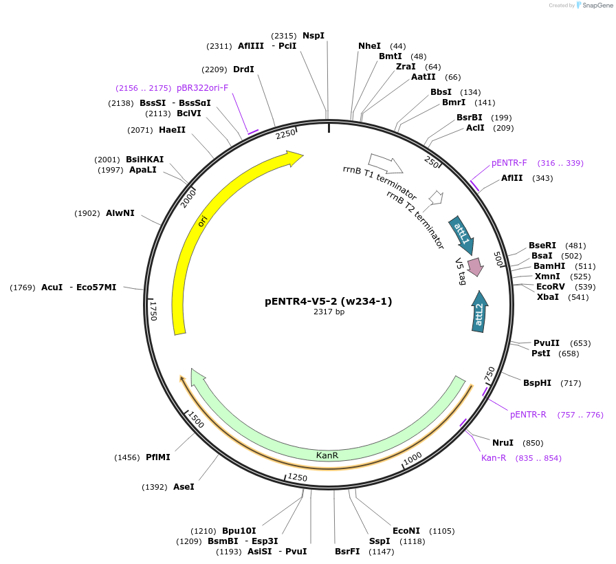 17426-plasmid-map-sequence-id-8601