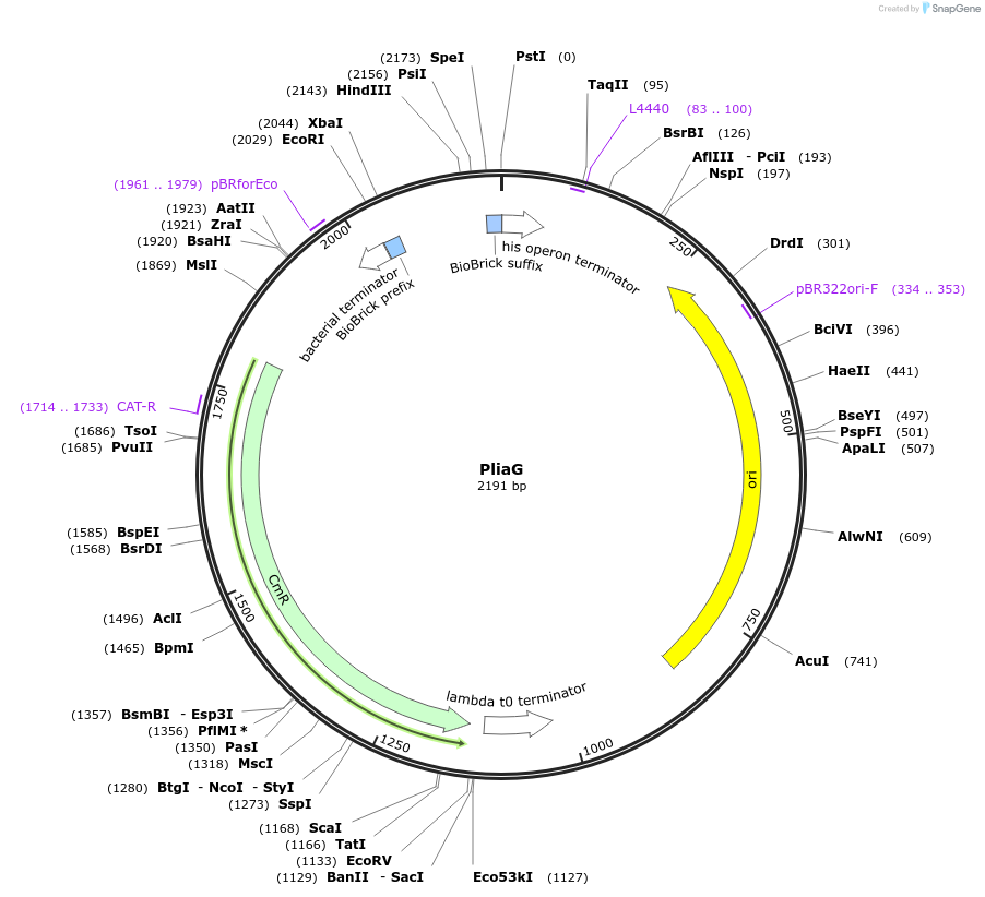 55174-plasmid-map-sequence-id-86018