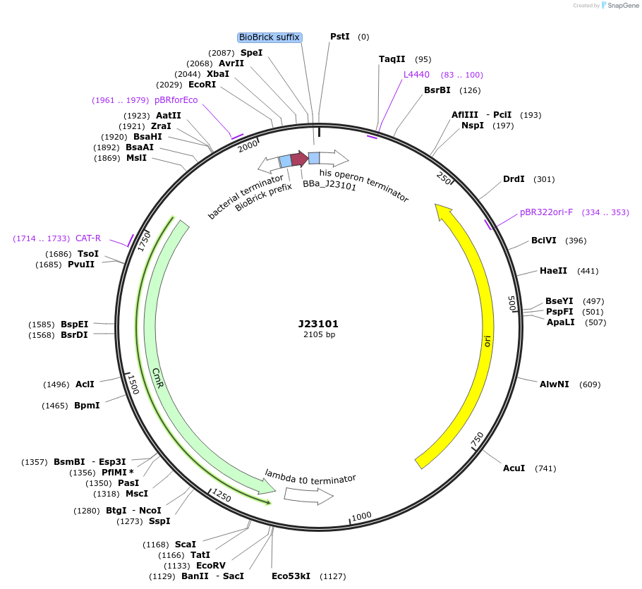 55176-plasmid-map-sequence-id-86023