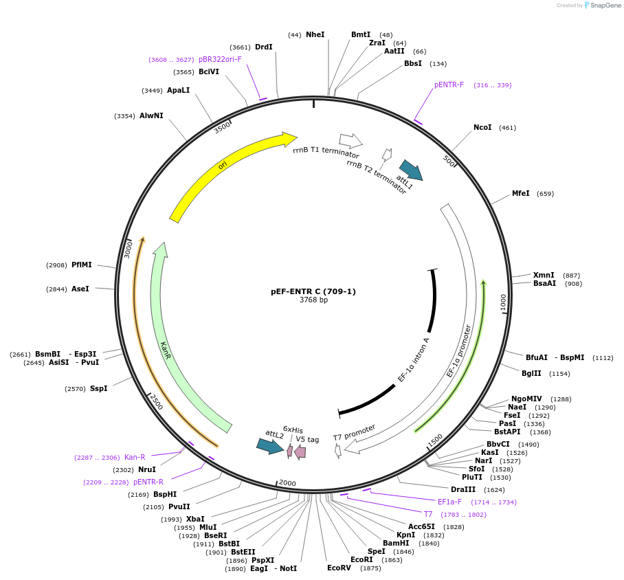 17429-plasmid-map-sequence-id-8604