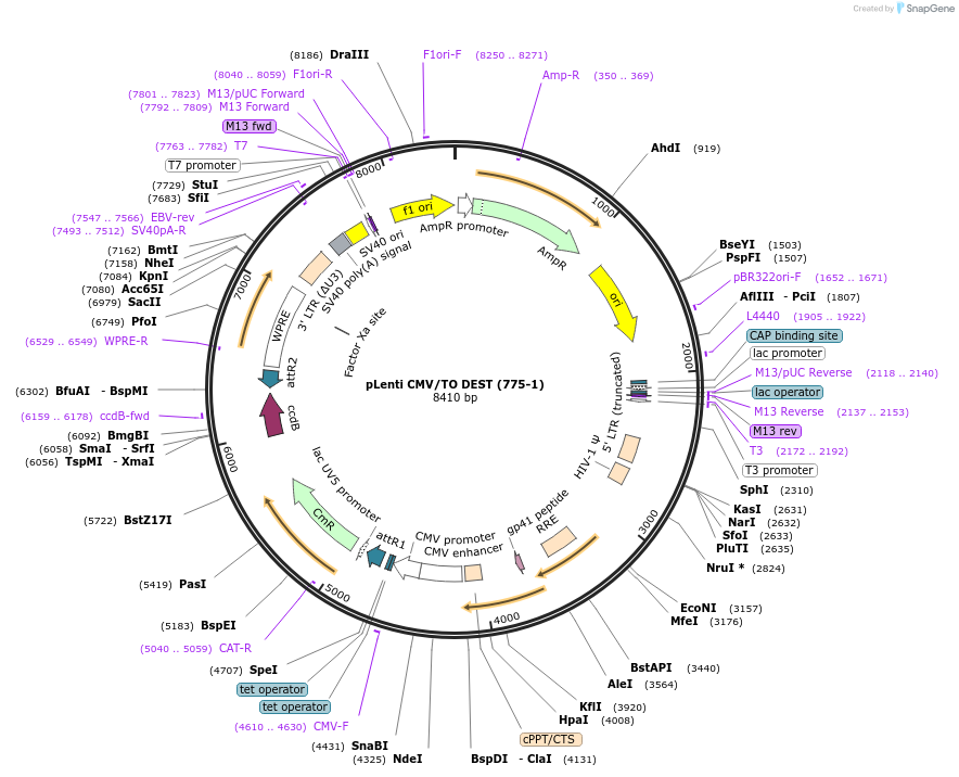 17432-plasmid-map-sequence-id-8607