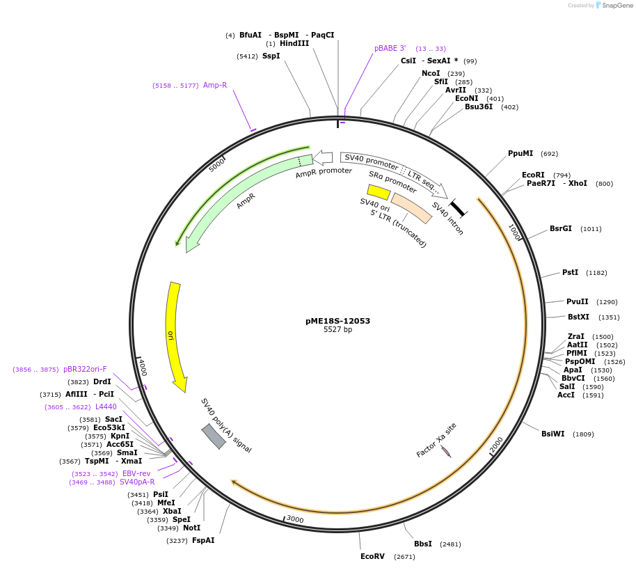 55603-plasmid-map-sequence-id-86093