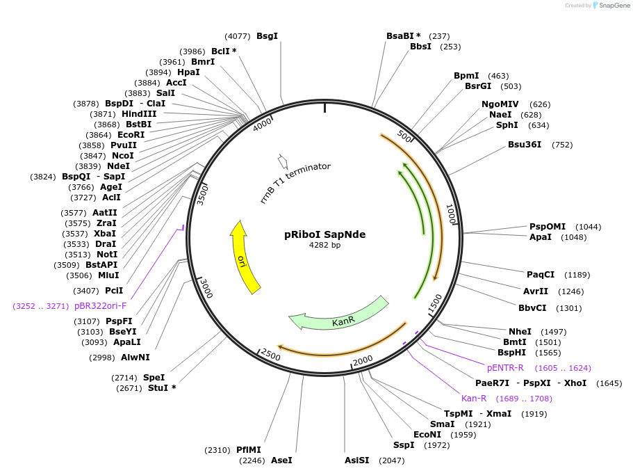 54490-plasmid-map-sequence-id-86110