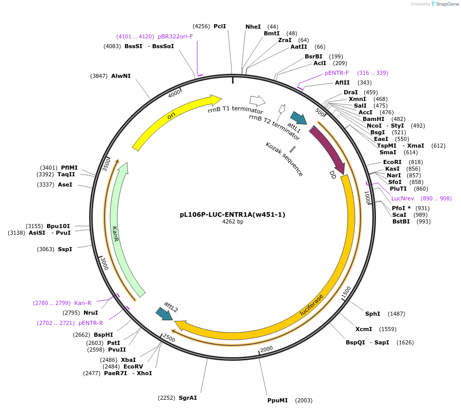 17455-plasmid-map-sequence-id-8623
