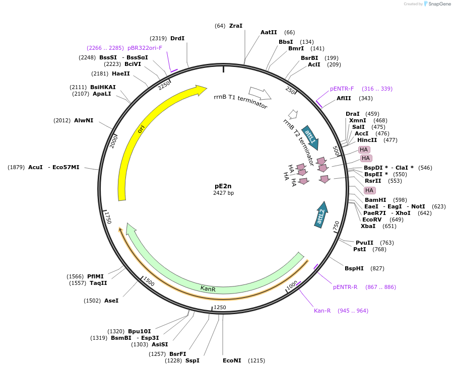 17456-plasmid-map-sequence-id-8624