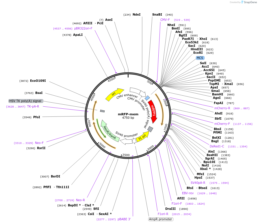 55622-plasmid-map-sequence-id-86264