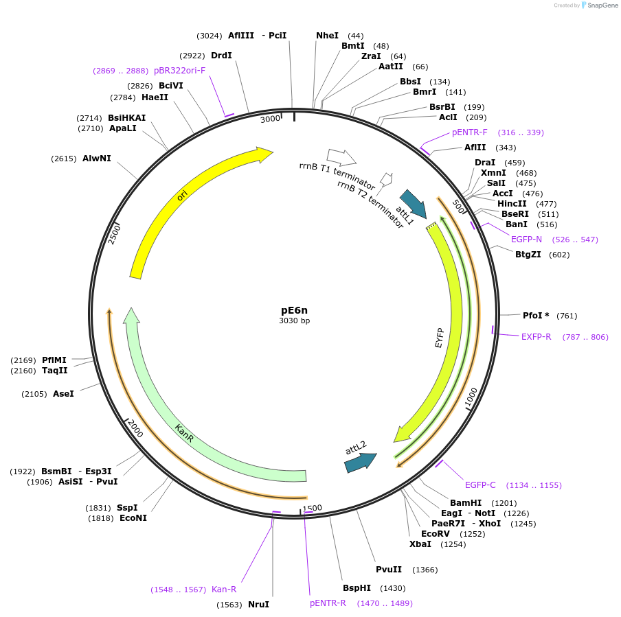 17460-plasmid-map-sequence-id-8628