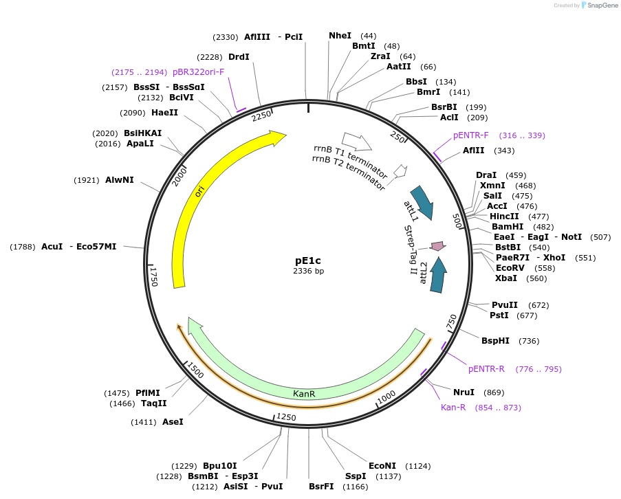 17461-plasmid-map-sequence-id-8629