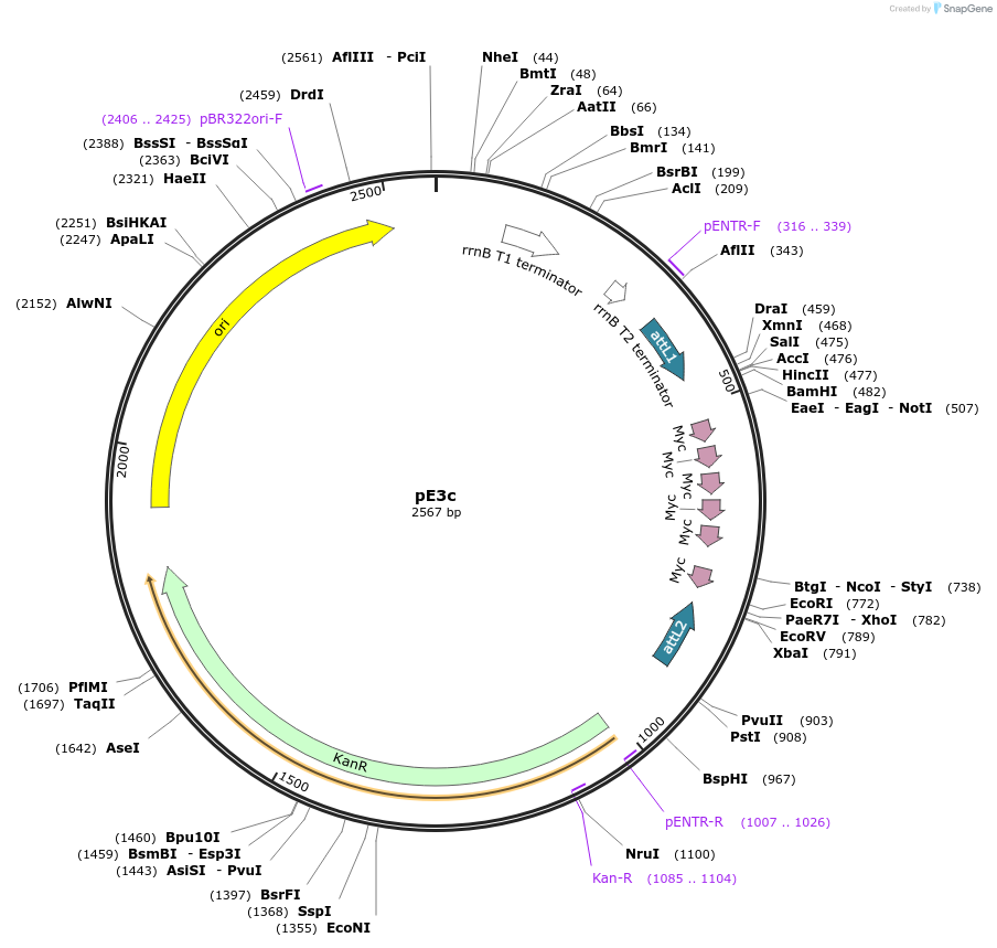 17463-plasmid-map-sequence-id-8631