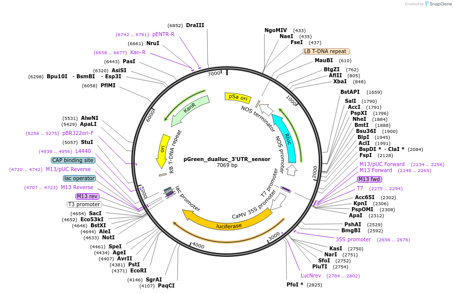 55206-plasmid-map-sequence-id-86316