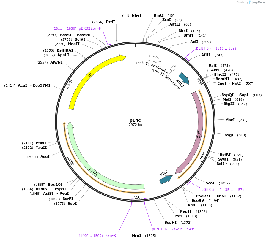 17464-plasmid-map-sequence-id-8632