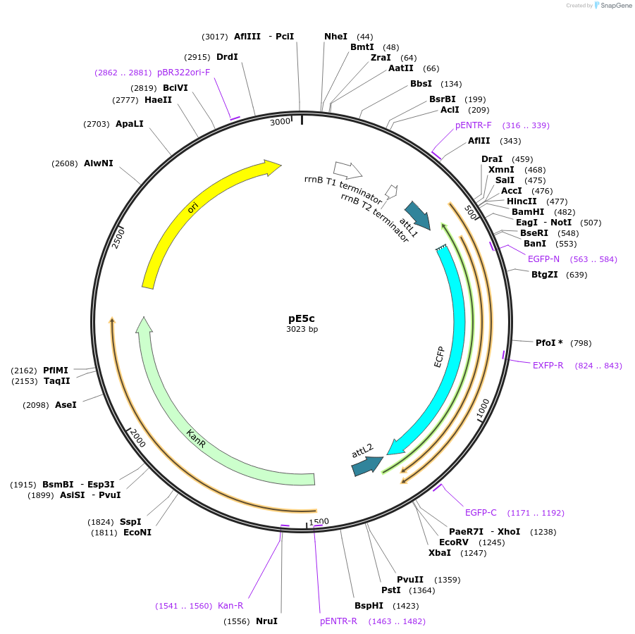 17465-plasmid-map-sequence-id-8633