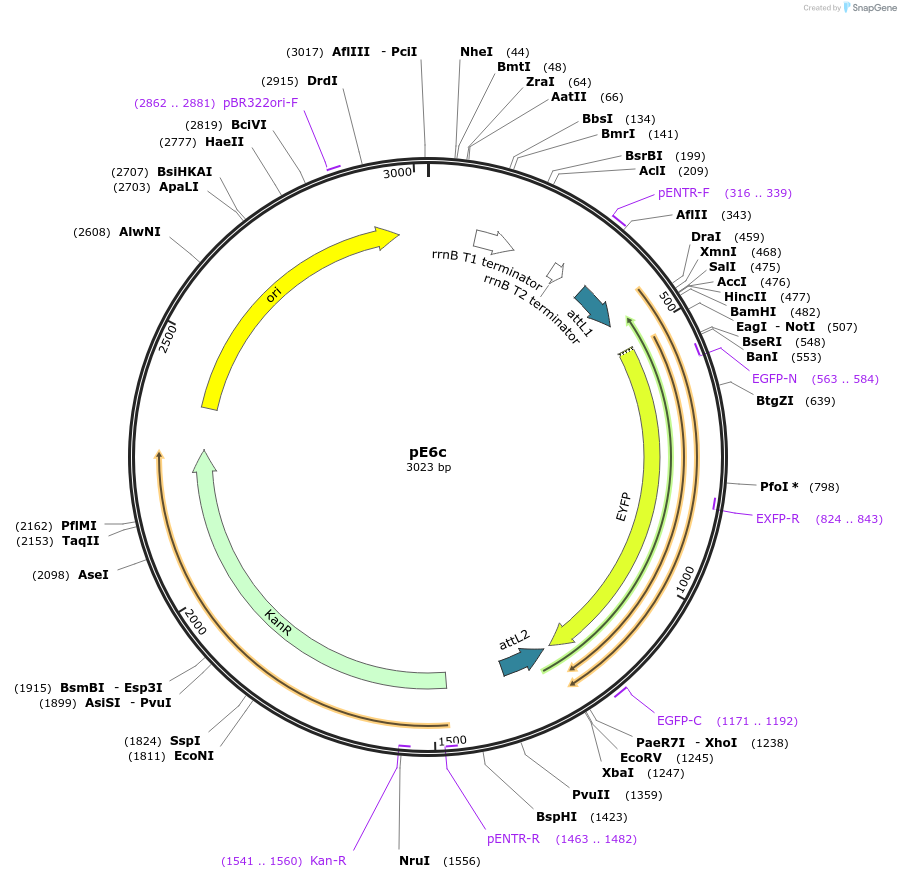 17466-plasmid-map-sequence-id-8634