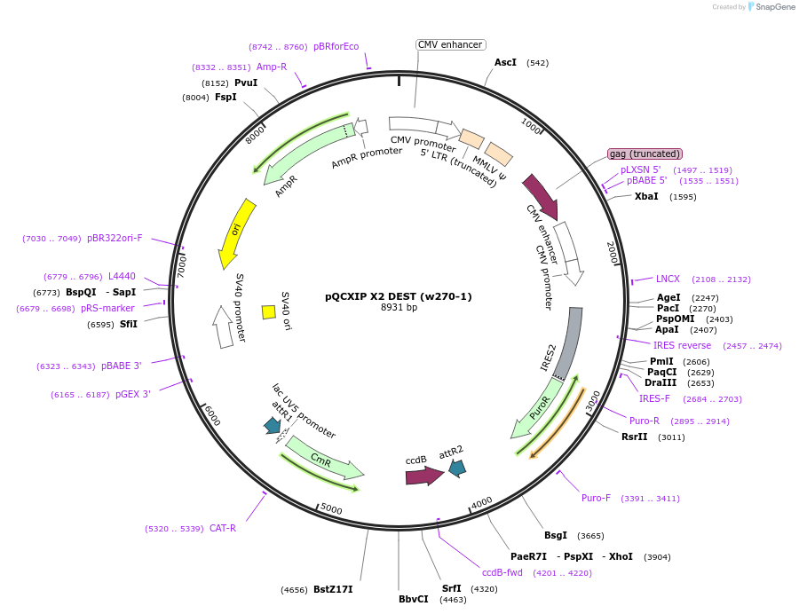 17474-plasmid-map-sequence-id-8639
