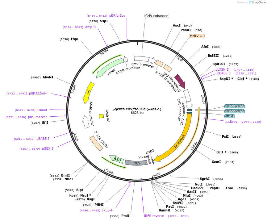 17475-plasmid-map-sequence-id-8640